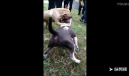 比特犬打斗视频,残酷的街头对决现场直击